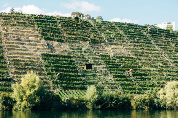 Quels sont les avantages de l'agriculture verticale en milieu urbain ?